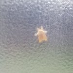 お風呂掃除してたら窓にくっついてたものは…？見た目はピカチュウw