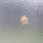 お風呂掃除してたら窓にくっついてたものは…？見た目はピカチュウw
