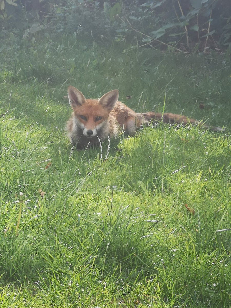 Noble has retreated to a safe distance, waiting hopefully for snacks.