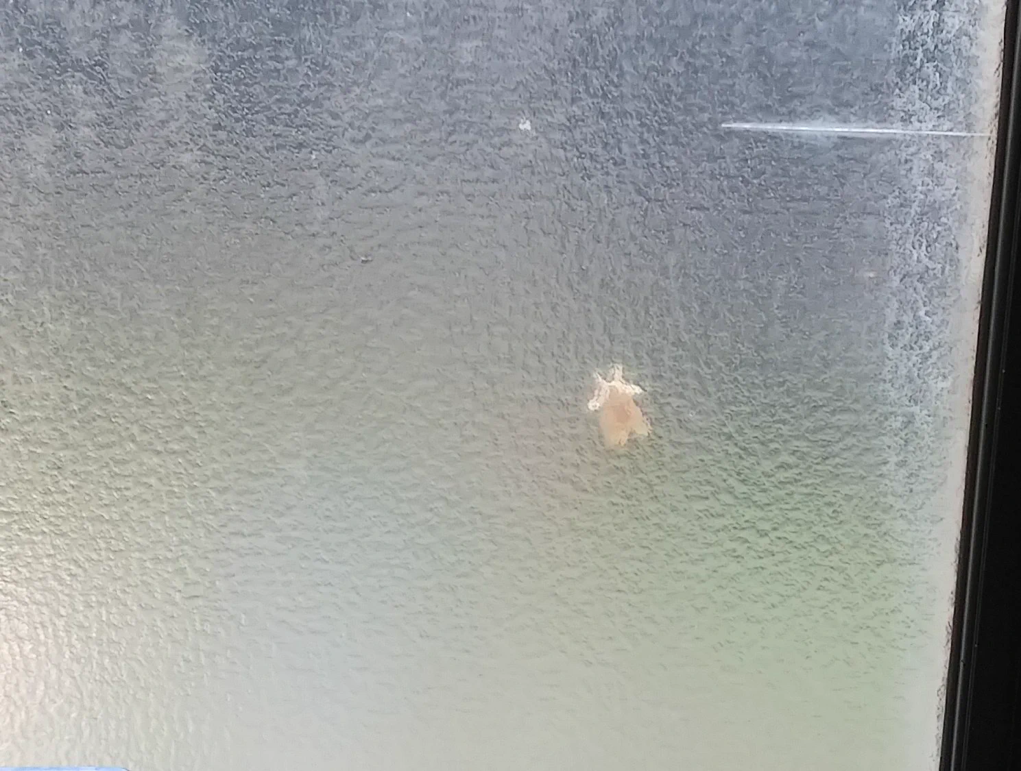 お風呂掃除してたら窓にくっついてたものは…？見た目はピカチュウｗｗ