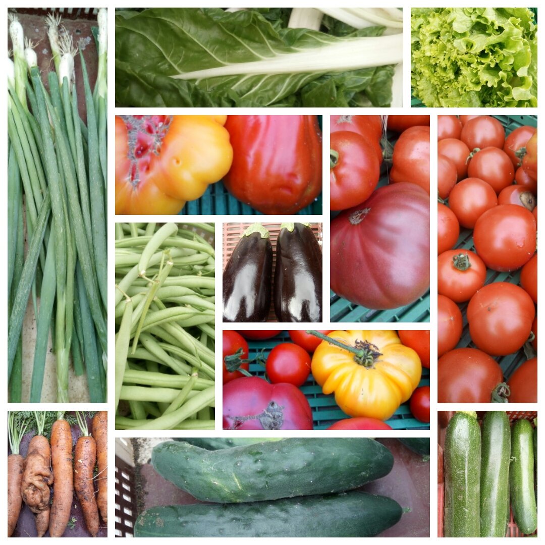 AmapRonceray's tweet photo. Cette semaine à l' @AmapRonceray :
- les légumes de la Ferme de la grande rivière : oignon long, bettes,salade, tomates de toutes les couleurs, aubergines, courgettes, concombres, haricots et carottes. https://t.co/ARYUqKzuwS