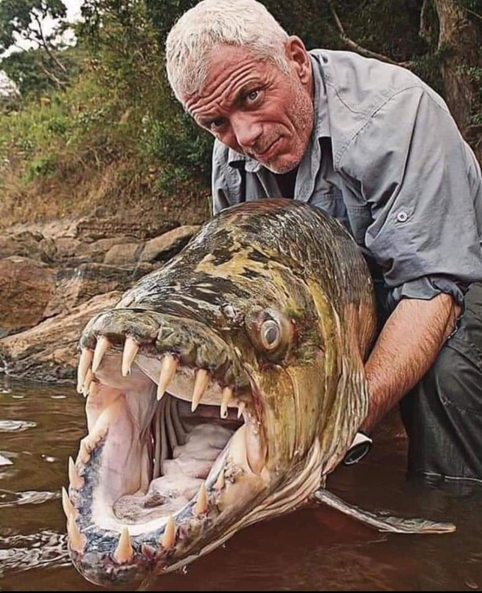 NotsoregularJ's tweet photo. This is the most dangerous species on Earth. They eat just about anything and destroy their surroundings mercilessly. And when they're done with their destruction, they shift to other areas and start consuming again without limits.
And the other one is just a fish with big teeth. https://t.co/GOnLDH7QGN