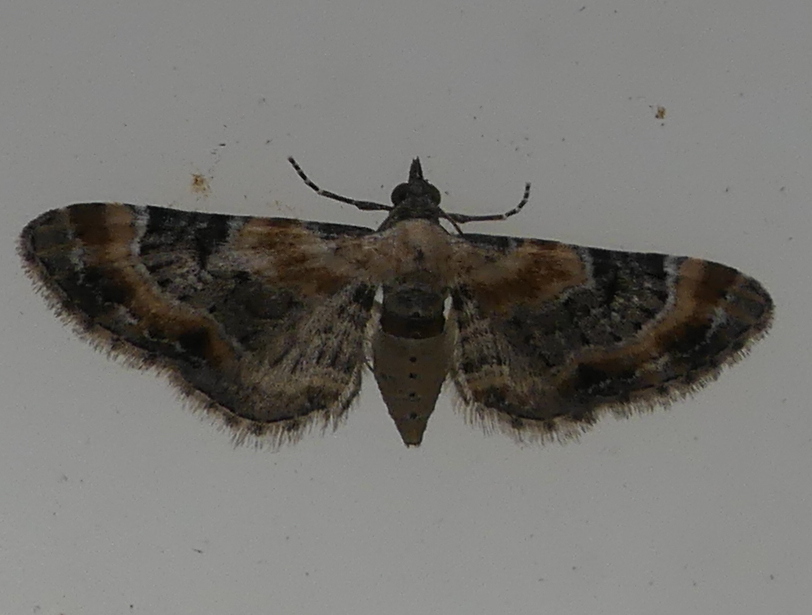 george hogg tweet media