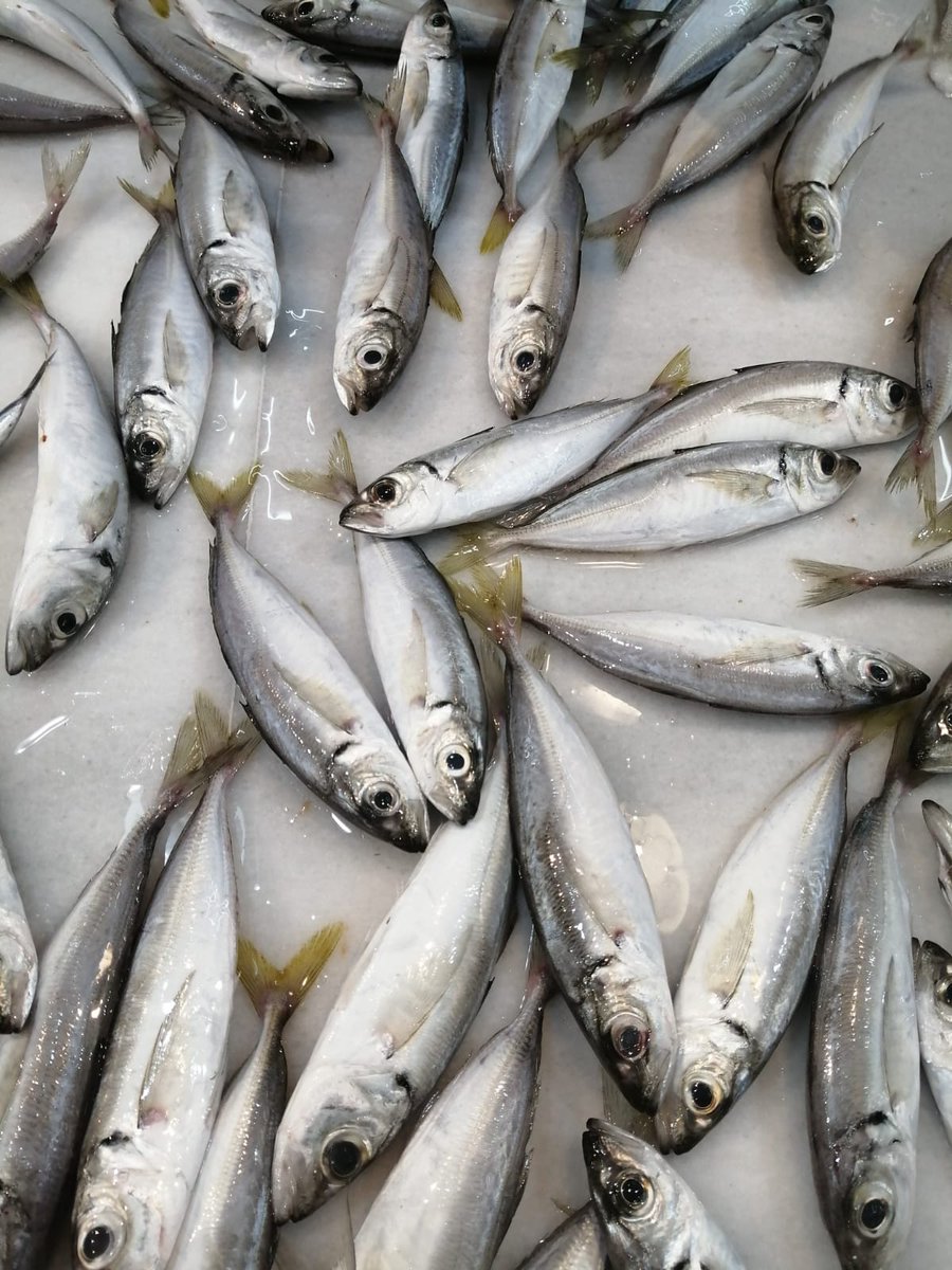 PescadosJacobo's tweet photo. 🦐🦑🐙🐟🐟🦞🦐🦀🦑
Compartimos fotos del surtido de hoy.
#Jurelitos #Brecas #Sardinas #Gambas #calamar https://t.co/aLjqLicTbj