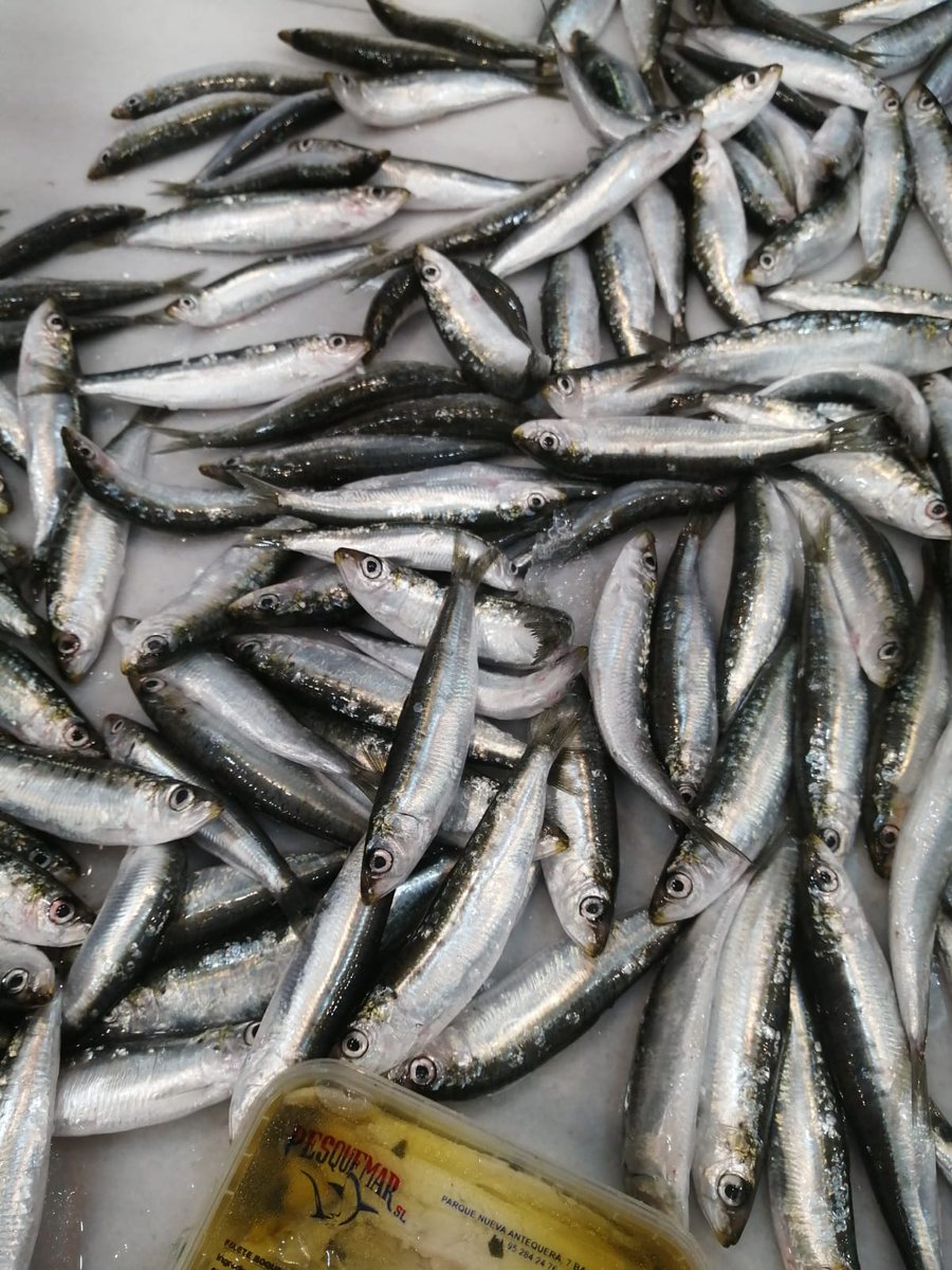 PescadosJacobo's tweet photo. 🦐🦑🐙🐟🐟🦞🦐🦀🦑
Compartimos fotos del surtido de hoy.
#Jurelitos #Brecas #Sardinas #Gambas #calamar https://t.co/aLjqLicTbj