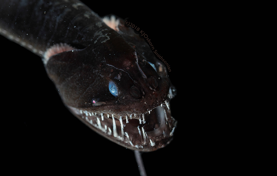 scinexx's tweet photo. Bild der Woche: Schwarzer Tiefseedrache - Haut einiger Tiefseefische ist dunkler als fast jedes andere Schwarz. #Schwarz #Tiefsee #Lichtabsorption #Blackdragon #Schwarzdrache https://t.co/BXpjBzEPQq https://t.co/za7cnsS91H