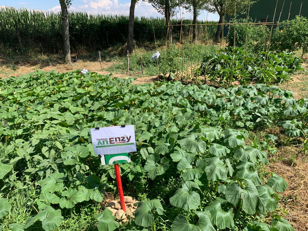 Paneco_Ambiente's tweet photo. Magnifici #pomodori e #zucche, rigogliosi in #terreno precedentemente povero, recuperato grazie a #HumusAnenzy! Ennesima riprova delle ottime capacità #nutrienti e #ammendanti di un prodotto di #qualità, ottenuto da #letami selezionati tramite processi lunghi più di 12 mesi. https://t.co/CwKh5kzMuE