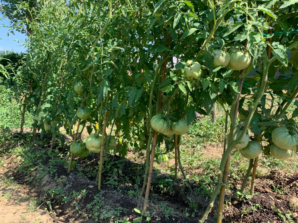 Paneco_Ambiente's tweet photo. Magnifici #pomodori e #zucche, rigogliosi in #terreno precedentemente povero, recuperato grazie a #HumusAnenzy! Ennesima riprova delle ottime capacità #nutrienti e #ammendanti di un prodotto di #qualità, ottenuto da #letami selezionati tramite processi lunghi più di 12 mesi. https://t.co/CwKh5kzMuE
