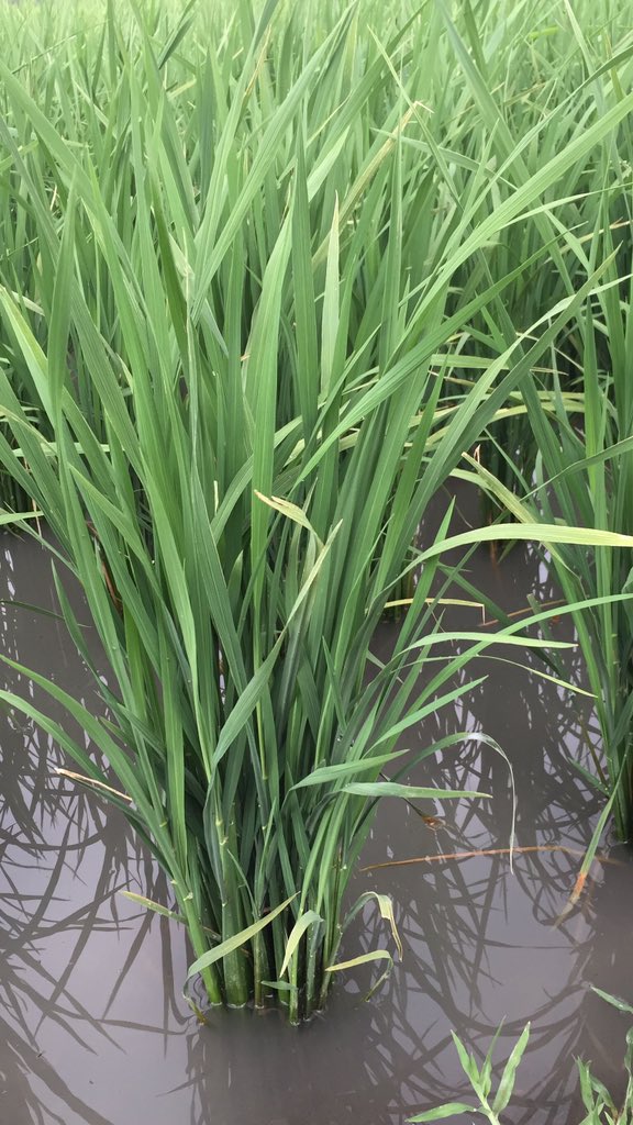 amringill's tweet photo. #paddy2020 #Gill1509 rice 37 days after nursery. https://t.co/kKHNwUmvC5