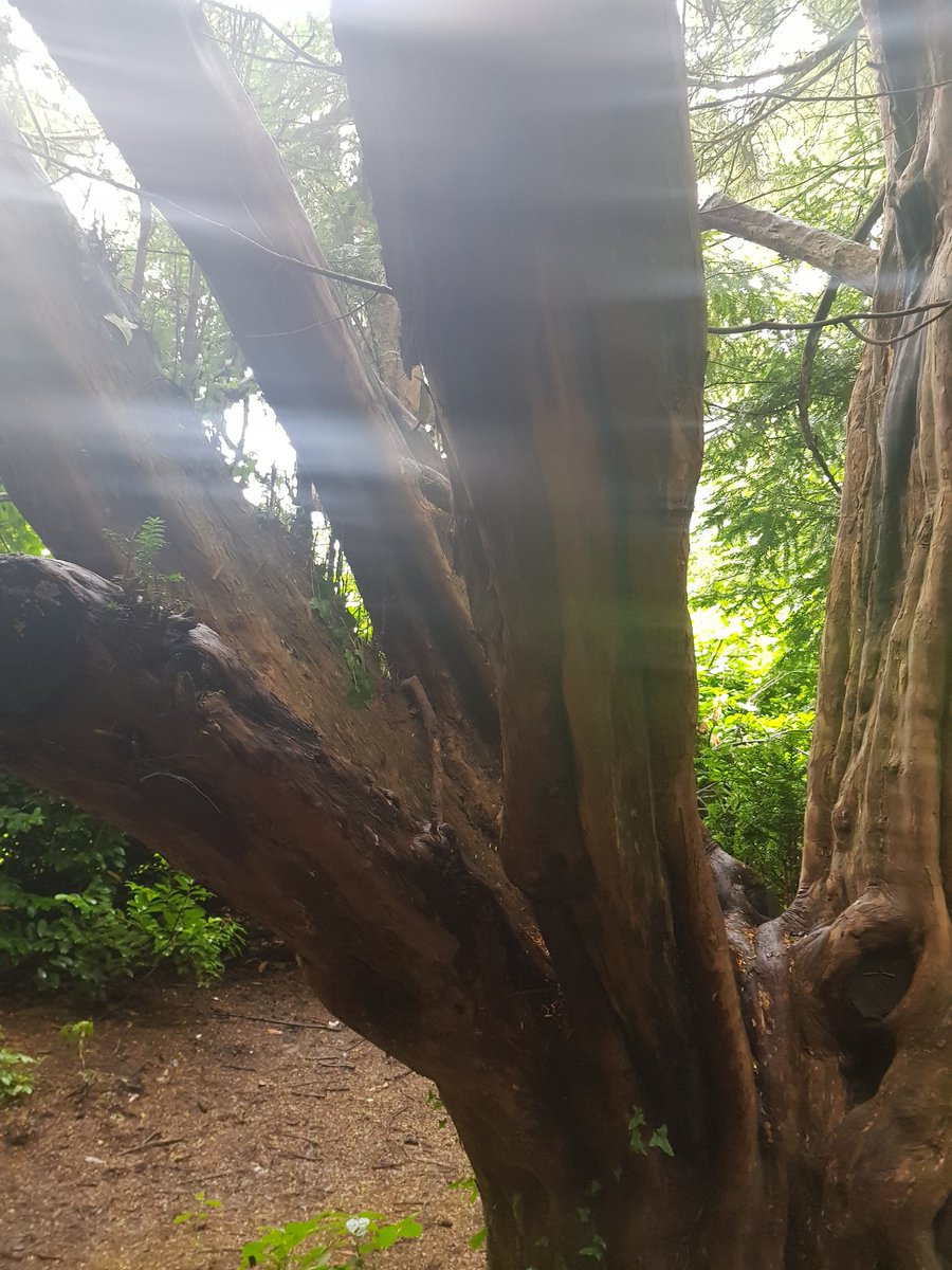 jsmith2329's tweet photo. Week 2 of Couch to 5K Came across this tree with a tree swing, this time last year would not have sat on it but finished my session with a wee swing and moment of mindfulness- this week I will make inroads to the 5&amp;half pounds to target!!
#bodymagicmoments
#slimmingworld https://t.co/LFDKSEhkDt