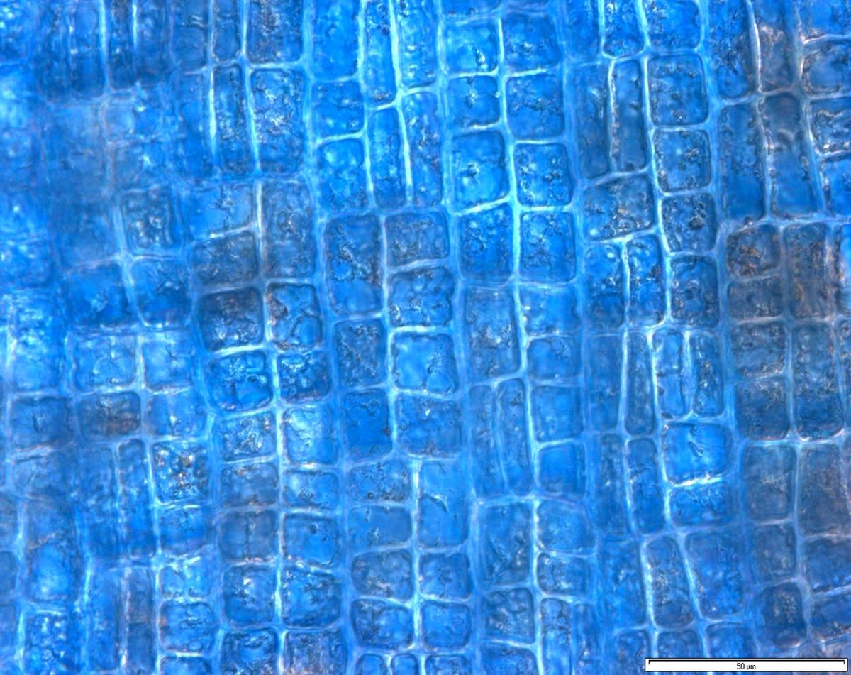 IndoPacScarini's tweet photo. #Lobophora is a photogenic prostrate coral reef algae. We found it growing on #CCA and the cyanobacteria #Calothrix living epiphytically on it.
#coralreef_trophodynamics
#phycologyFriday https://t.co/ydDosZRuSj