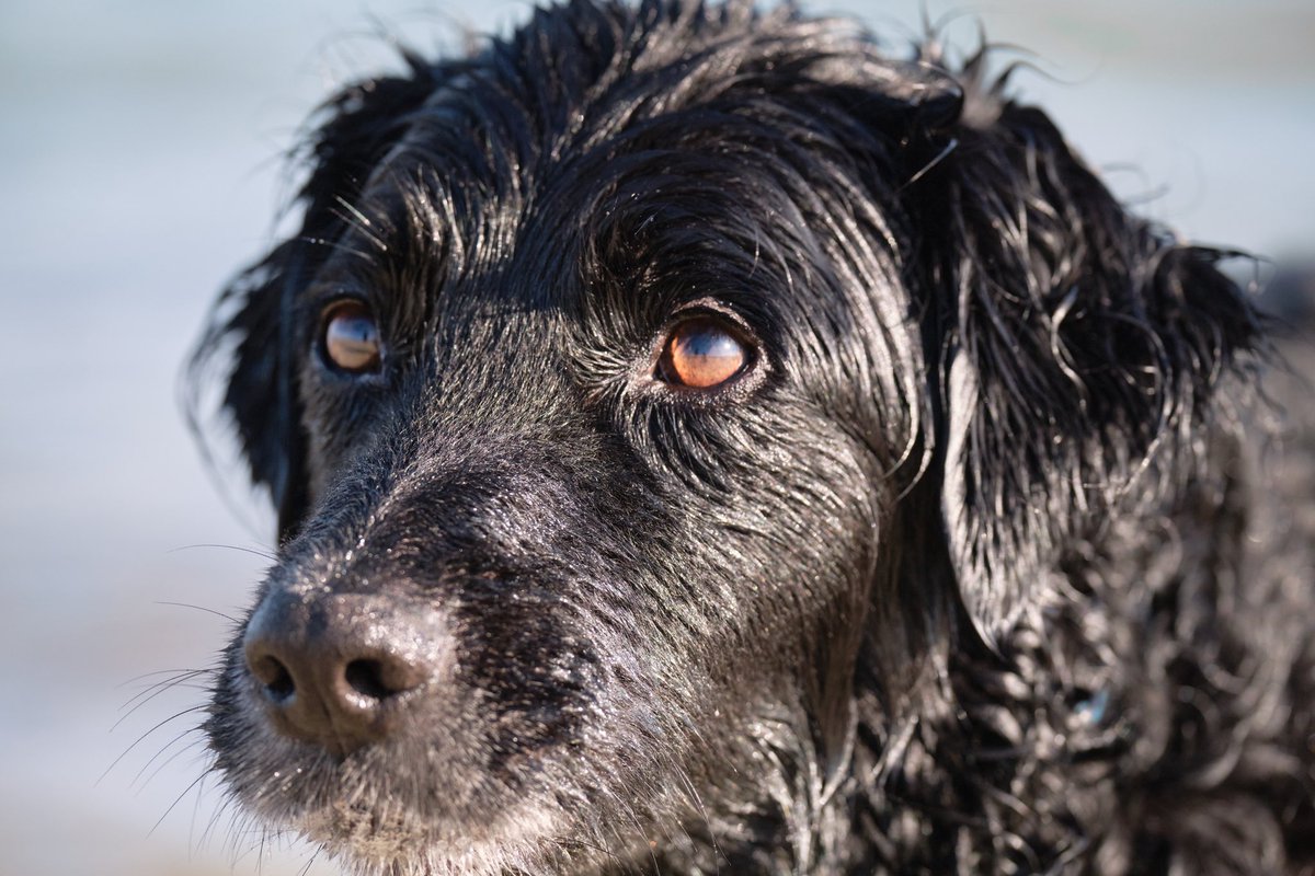 ImmyPhotography's tweet photo. Pet Portraits are becoming a favourite of mine as I expand the business for Family Portraits, Weddings, Sports and now Pet Portraits #petportrait #westsussexphotographer https://t.co/CScvnNEa1t