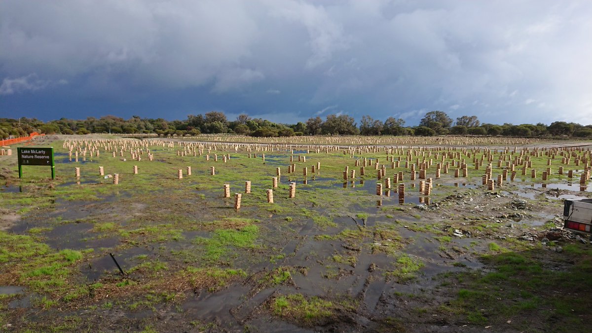 Revegetation work almost completed at Lake McLarty #Ramsar482 The new biodegradable tree guards installed by the <a href="/NaturalArea/">Natural Area</a> team. Plants have been well watered! @AusLandcare
