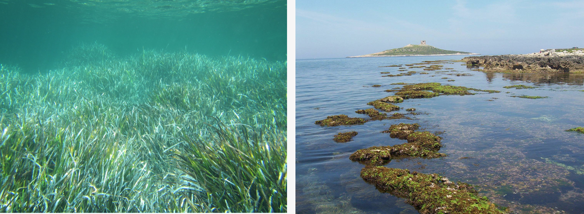ISPRA_Press's tweet photo. Strategie comuni tra Italia e Malta per la protezione della biodiversità marina. E' l'obiettivo del progetto @harmony_itma @poitaliamalta.
Appuntamento a #Lampedusa 21 -22 luglio per parlare di specie aliene e aree marine protette.

https://t.co/3elP16TiP2 https://t.co/ZZKR7bdIqf