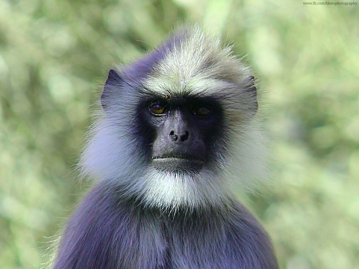 qikipedia's tweet image. At the 2010 Commonwealth Games in Delhi, langur monkeys were hired as security guards to scare off other monkeys, feral dogs and snakes. Each received a salary of 600 rupees (£10) paid in bananas. (Image: Hkms)