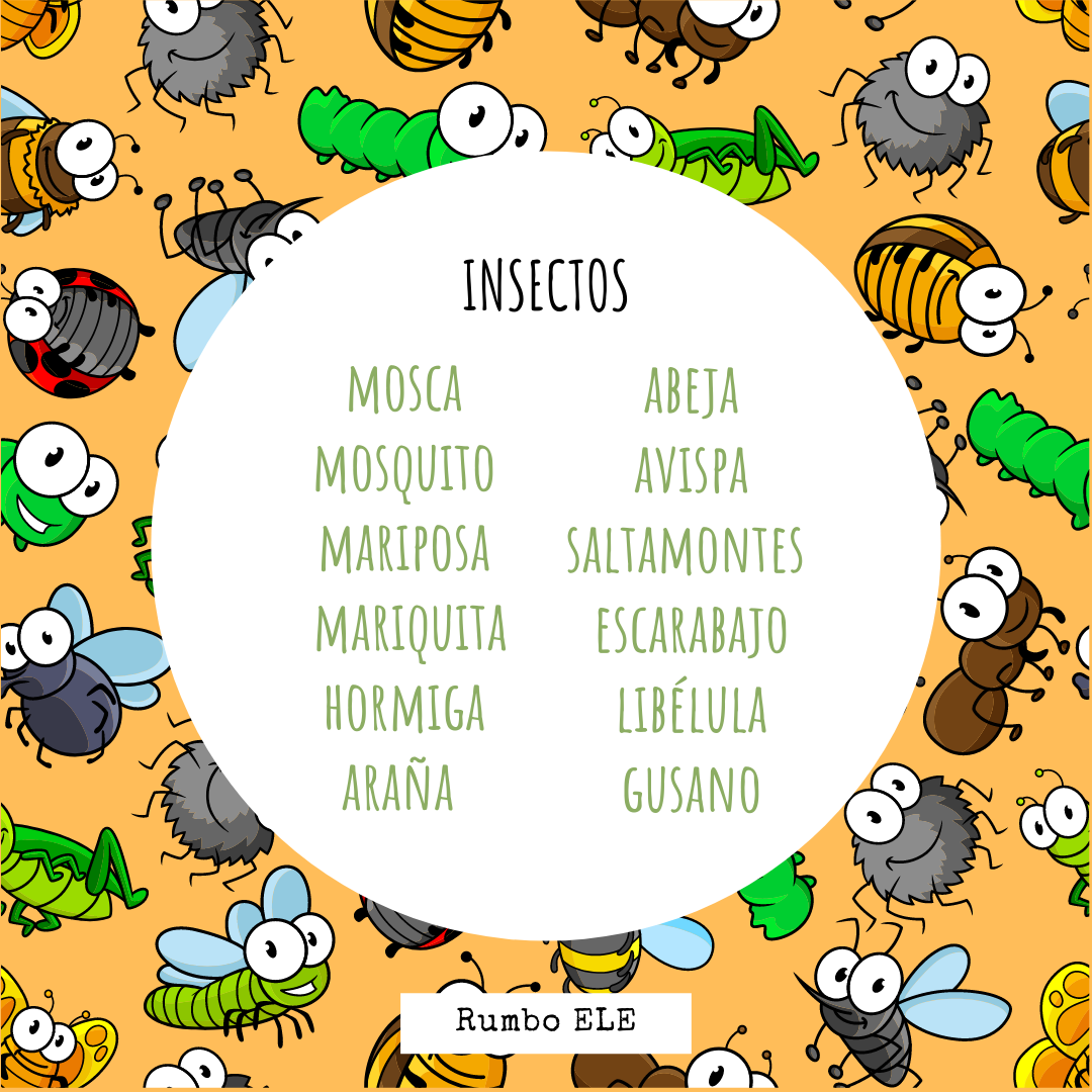 RumboEle's tweet photo. ¿Cómo lleváis el #verano? Aquí os dejamos una #infografía con el nombre de los insectos más frecuentes en esta estación del año. ¿Cuál es vuestro favorito? 🤣🤣
#léxico #vocabulario #myspanishclass #ELE #spanishlesson #learning #learnspanish #onlinelearning #ELE #FelizViernes https://t.co/L9S3PAD87z