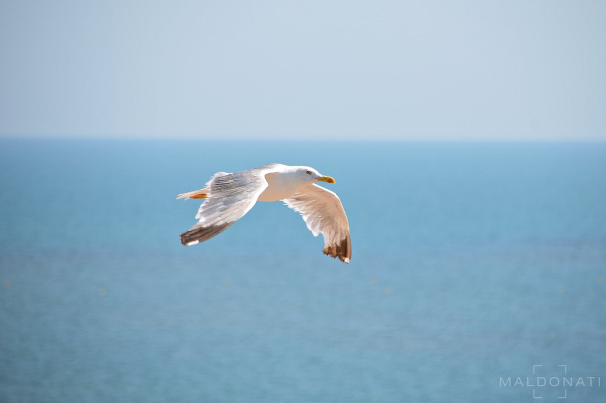Volando los mares azules de Europa

Playa de Regla. Chipiona