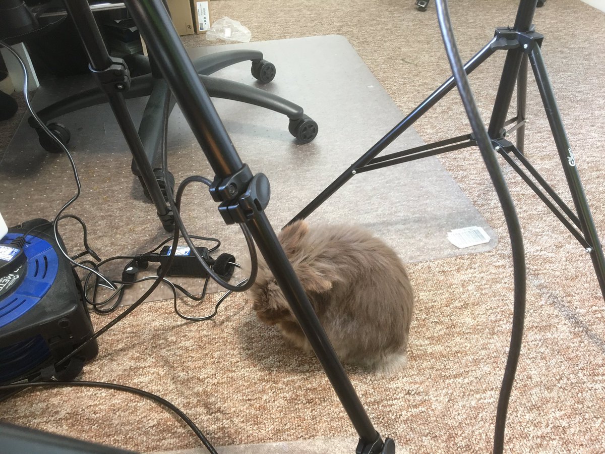 eventamplifier's tweet photo. Live streaming during lockdown has allowed us to recruit a new cabling assistant... https://t.co/g7mSQqNuWd