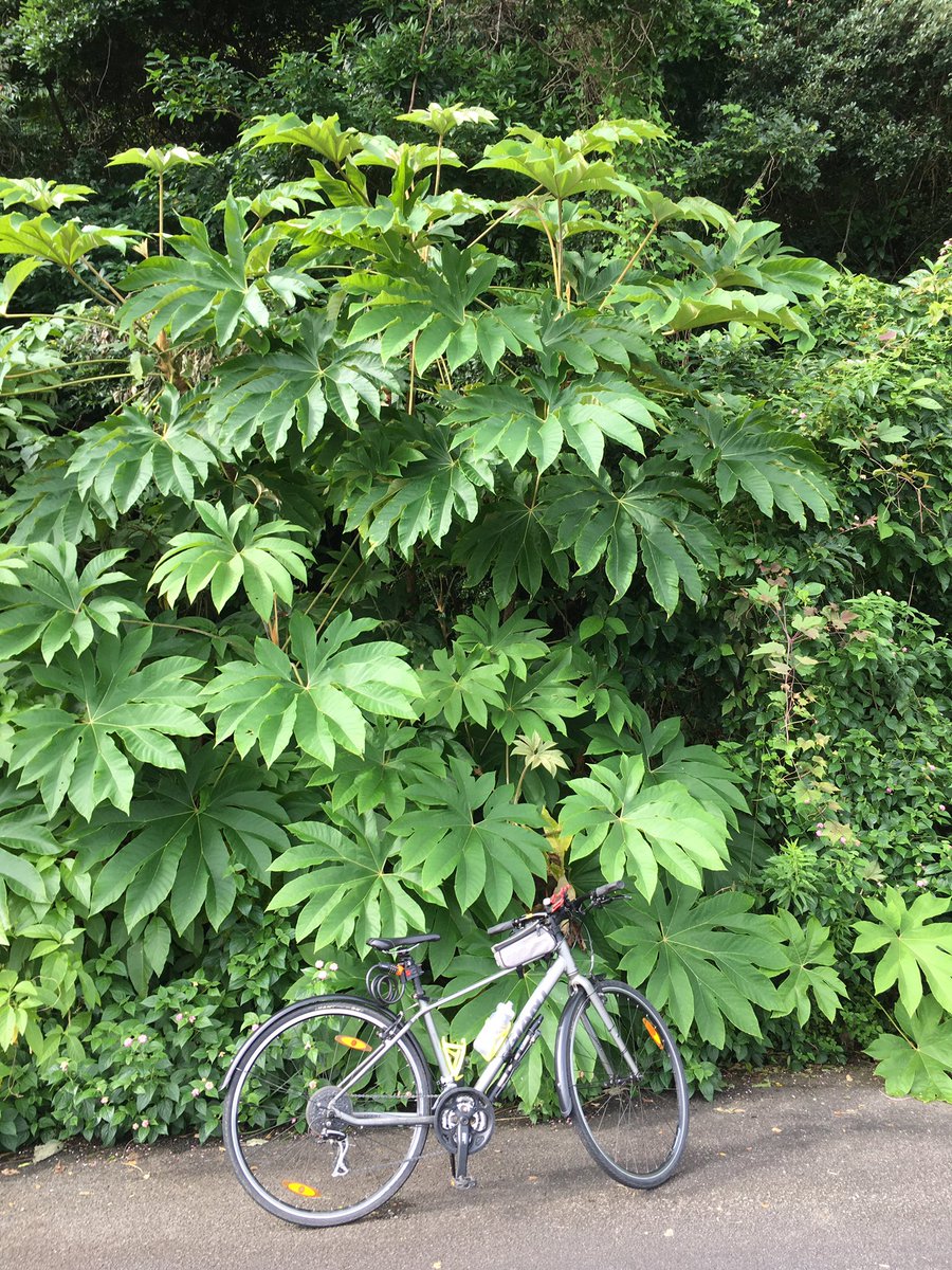 eddie_e_k's tweet photo. ちょっと熱帯っぽい植物じゃない😅? ここはほぼ四国最南端。
#cycling #サイクリング #r321 https://t.co/lYla4AJeyh