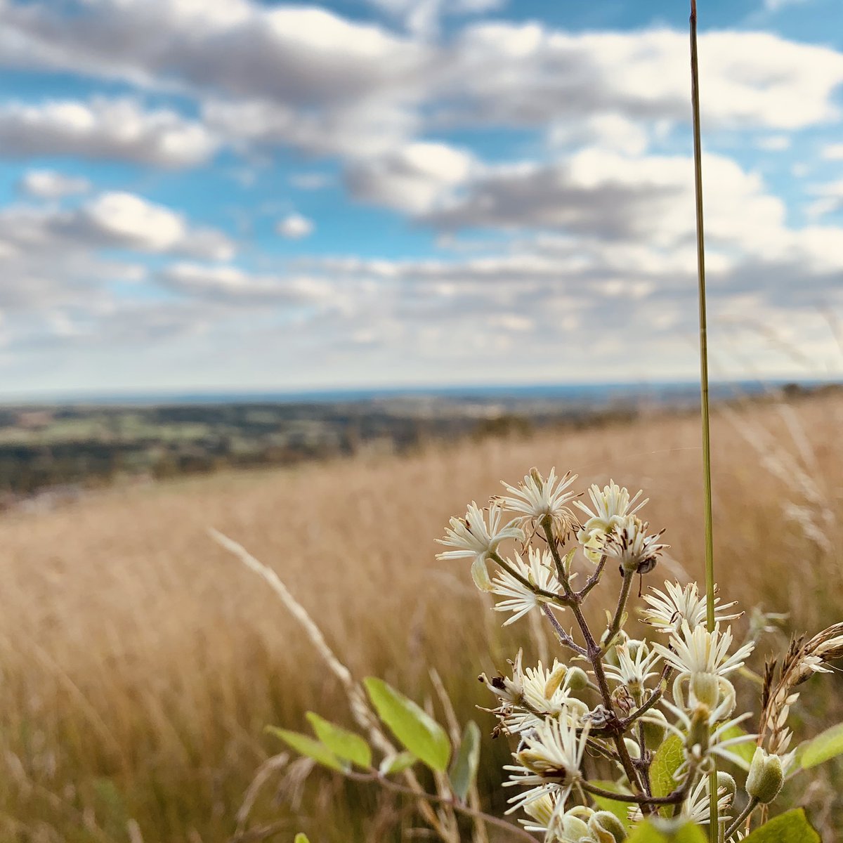 RaesGarden's tweet photo. Walking has been the best therapy for me recently - some pictures of moments that made me feel present and awake💚 #walking #green #surrey #kent #GetOutThere https://t.co/t72JsNiOIQ