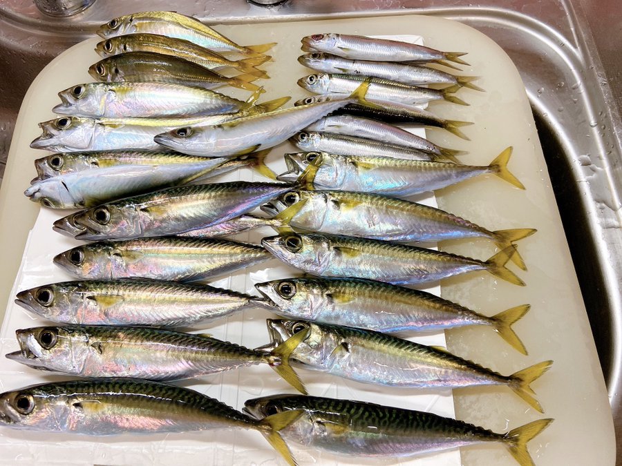 7月の知多半島でサビキ釣りしてみた 雨ニモマケズ 知多ぽーたる
