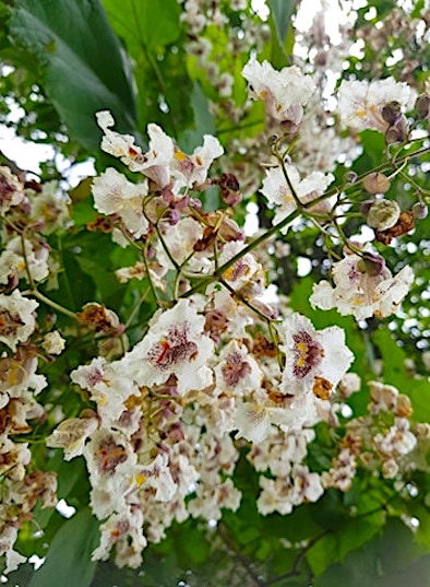 SaveStreetTrees's tweet photo. We've been sent these photos of the wonderful Indian Bean tree in Beckets Park (near the fossil sculpture) - in full #flower. Catch the show while you can! 😃 #beauTreeful #saveourstreettrees #trees #tree #treeblossom #indianbeantree #becketspark @becketsbuddies https://t.co/8rp68nrLLv