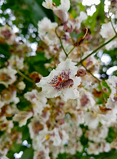 SaveStreetTrees's tweet photo. We've been sent these photos of the wonderful Indian Bean tree in Beckets Park (near the fossil sculpture) - in full #flower. Catch the show while you can! 😃 #beauTreeful #saveourstreettrees #trees #tree #treeblossom #indianbeantree #becketspark @becketsbuddies https://t.co/8rp68nrLLv