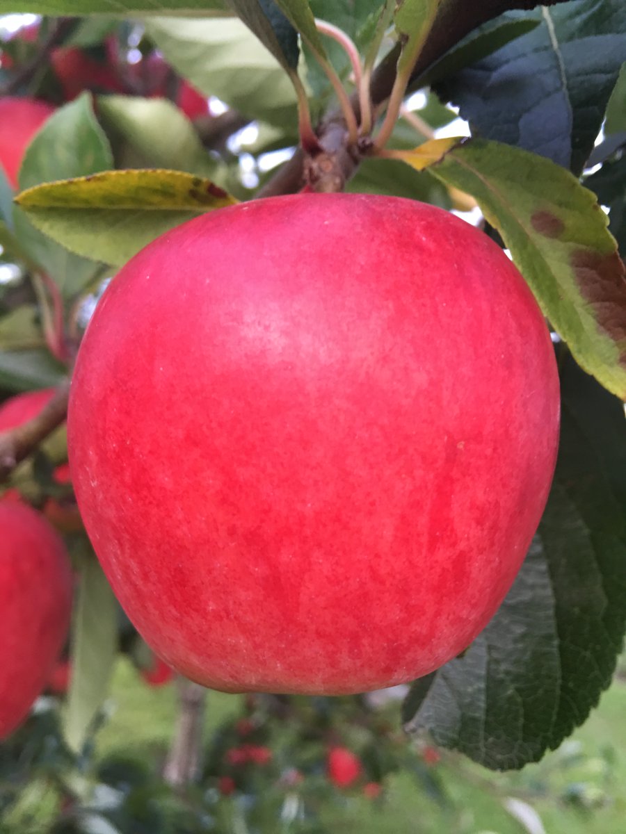 attyflinestate's tweet photo. Delighted that the latest crop of apples are coming along nicely. Hope to have new season #Attyflin apples available to buy at the end of August.
DM your email address if you would like details!
#growpickpress
#budtobottle
#ThisisIrishfood
#LimerickEdgeEmbrace
#Limerick50Days https://t.co/v5gwlzJTH8