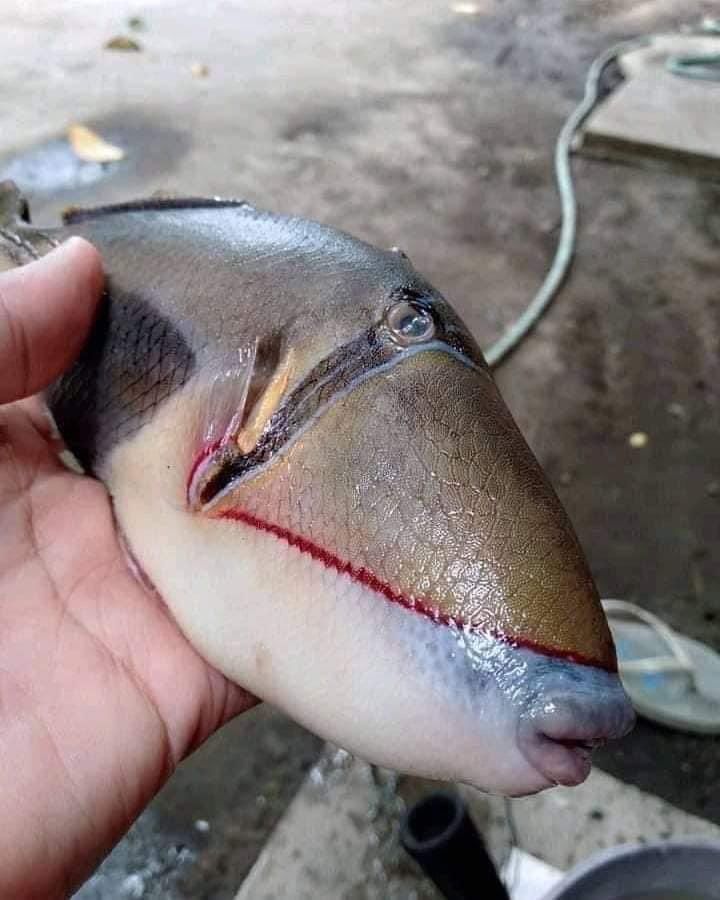 الصورة