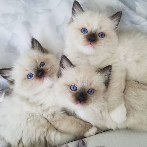 hendery as ragdolls 🐱 tweet media