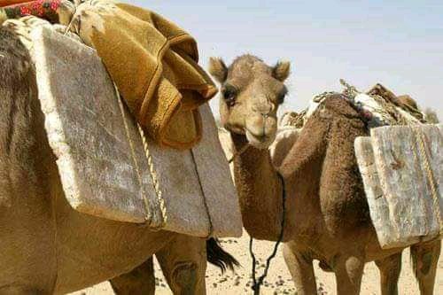 taoudenit's tweet photo. Complexe scolaire franco arabe Taoudénit attkaza https://t.co/YwuyzrSh7T