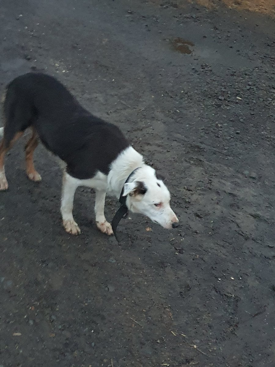 niiicky44's tweet photo. So this girl 😅😅😅 Ace shifted the beef mob into a paddock, she belts off around them and cuts them off in front, turns them around on Ace. Meanwhile we don't know her commands so just watch and laugh. #rescuepup #eyedog https://t.co/9GcZGBXPTw