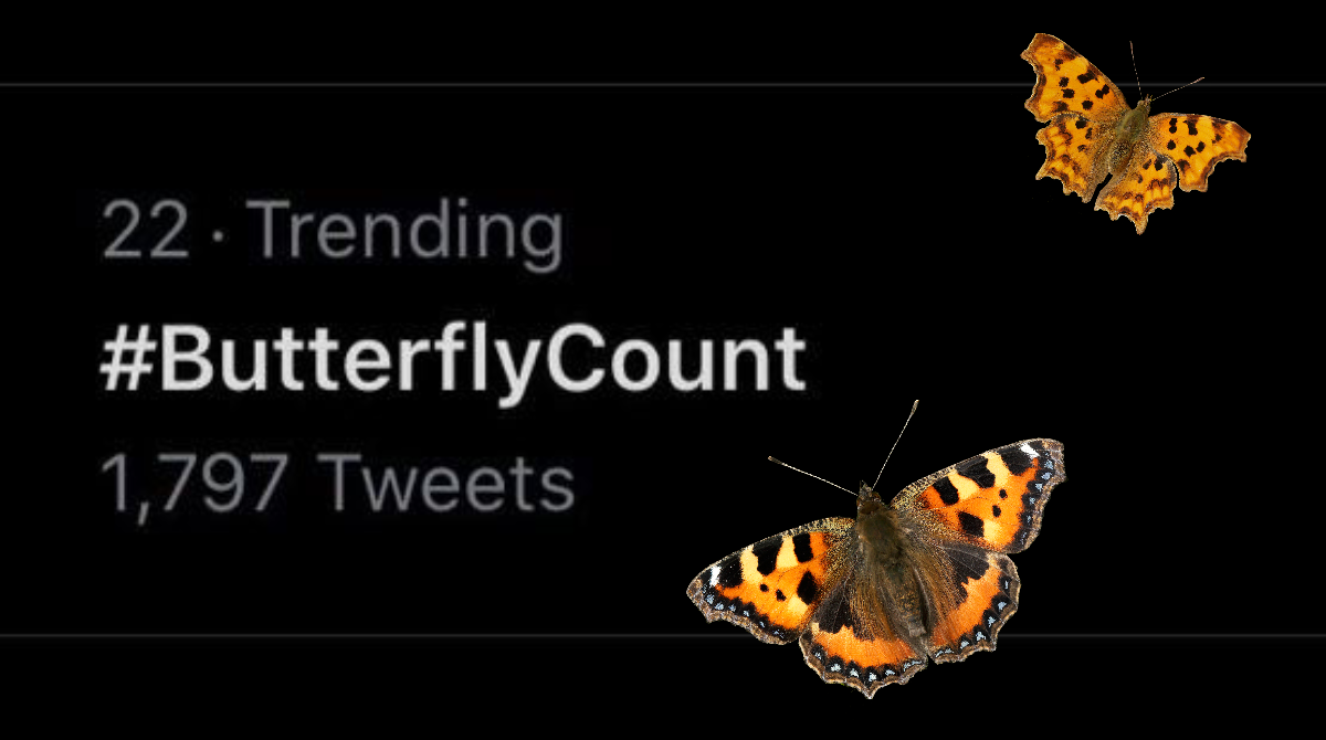 savebutterflies's tweet photo. #ButterflyCount is trending! Keep tweeting using the hashtag, let's make this year's Big #ButterflyCount the biggest ever 🦋 https://t.co/2y19tFBxVR https://t.co/yLaMhIlJVp