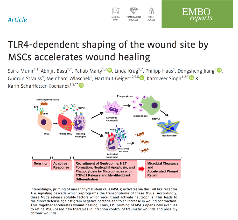 SfbTrauma's tweet photo. New research from the group of our PI Karin Scharffetter-Kochanek (https://t.co/IFxM4Pfxdl) showing that wound healing is accelerated via TLR4-dependent shaping of the wound site by MSCs has been published in #EMBOreports. #traumaresearch #SFB1149 #SFBTrauma https://t.co/VDvGFK3qmA