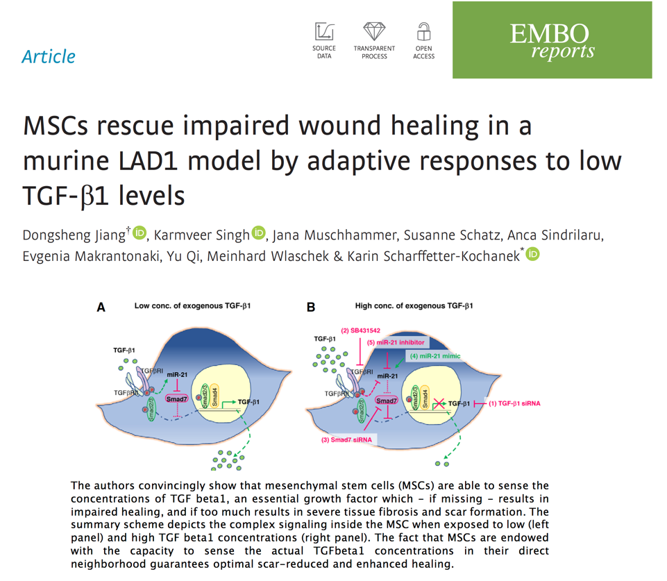 SfbTrauma's tweet photo. MSCs rescue impaired wound healing in a murine LAD1 model by adaptive responses to low TGF-b1 levels. Read more about it in the new study from the group of our PI Karin Scharffetter-Kochanek (https://t.co/IFxM4Pfxdl) published in #EMBOreports. #traumaresearch #SFB1149 #SFBTrauma https://t.co/oRrGKxKy4B