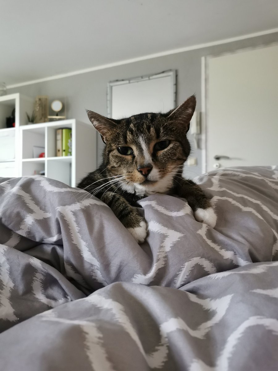 Padig3's tweet photo. Guten Morgen! Na schon wach? Braucht jemand einen Kaffee? https://t.co/t5XeD83KGn