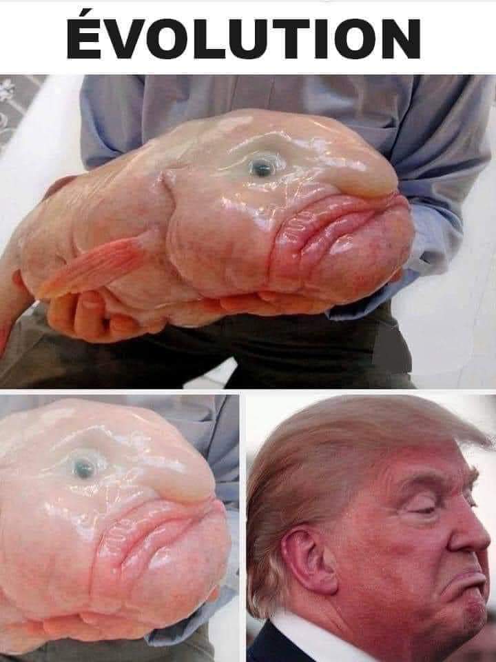 rajkopz's tweet photo. @KingRezizt @TimbosRoses1 @RN00711 @tomruss68018646 @MoonResisting @JamiJm @NiceorNecessary @KlatuBaradaNiko @Brian_Chovanec @kirkacevedo @Pacoluismonta9a @RealBigBrain @Munkeytalks @cris_n3wy ๐๐โโโโบ โทโโโบ ๐๐2โฃ0โฃ2โฃ0โฃ
#CowardtRump
#IvankaisthenewKaren
#junkyardjared
#bunkergate https://t.co/3tPJ1IBz8v