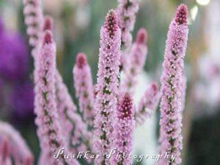 prchandna's tweet photo. #NoidaFlowerShow2015
#MyNoida
#NoidaStadium
#OldMemories
#Archives
#PushkarPhotography
#SaveNoidaForest
#SaveEnvironment
#SaveNoidaParks
@BJP4India https://t.co/Ohqt062d43