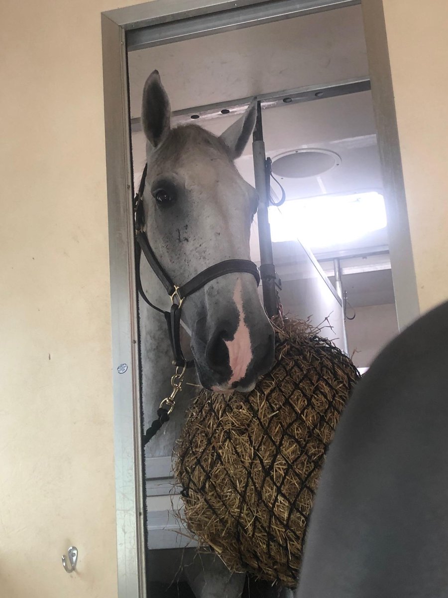 MerPolMounted's tweet photo. 1/2 Yesterday our lovely Ned retired. Ned has been with the department for 6 years. He has retired due to a condition that required him to have a quieter life. Ned has been retired to the family who bred him and have offered him a life long home. #StandTall #PHNed https://t.co/jF9MOeUTsZ