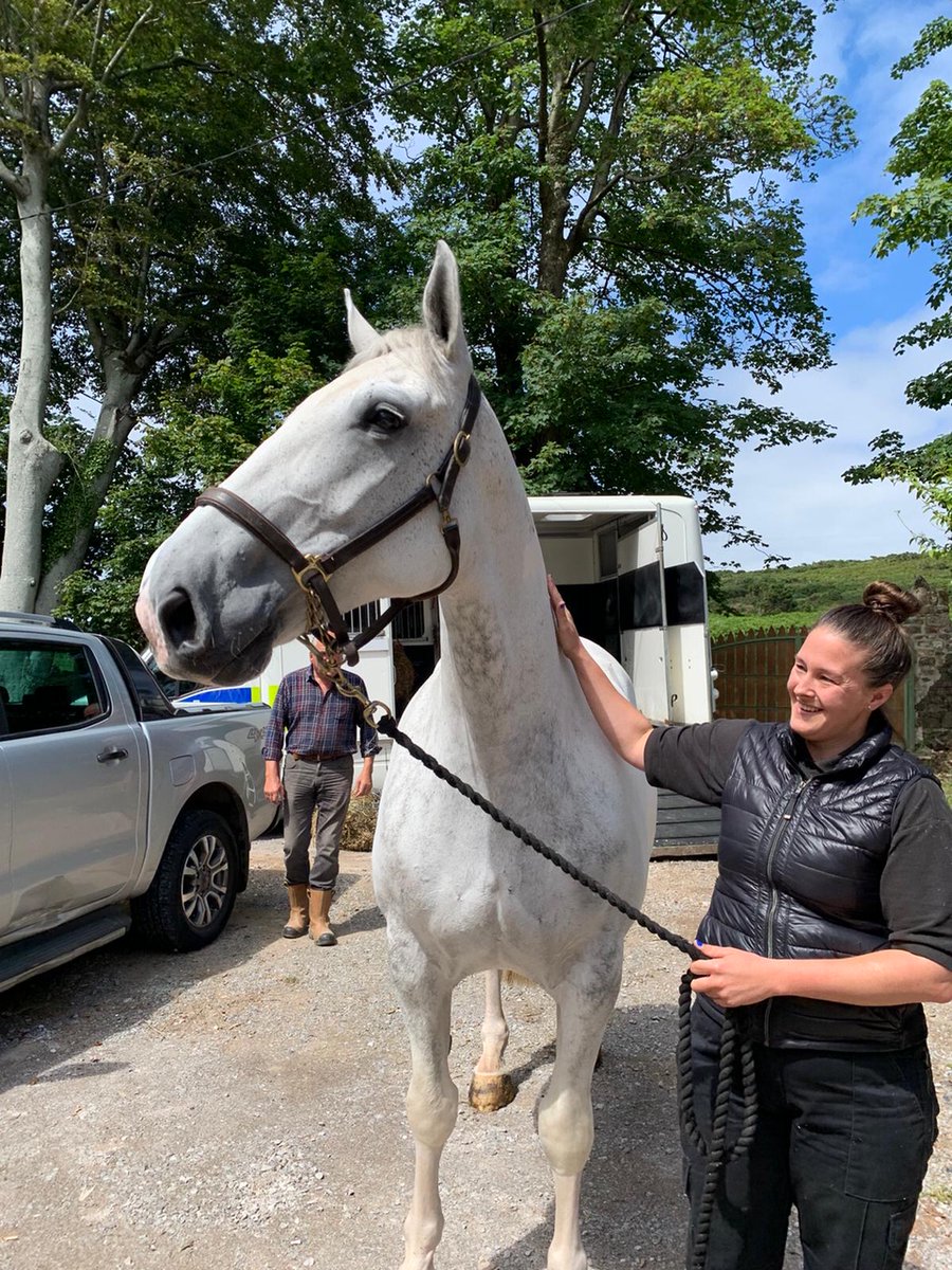 MerPolMounted's tweet photo. 1/2 Yesterday our lovely Ned retired. Ned has been with the department for 6 years. He has retired due to a condition that required him to have a quieter life. Ned has been retired to the family who bred him and have offered him a life long home. #StandTall #PHNed https://t.co/jF9MOeUTsZ