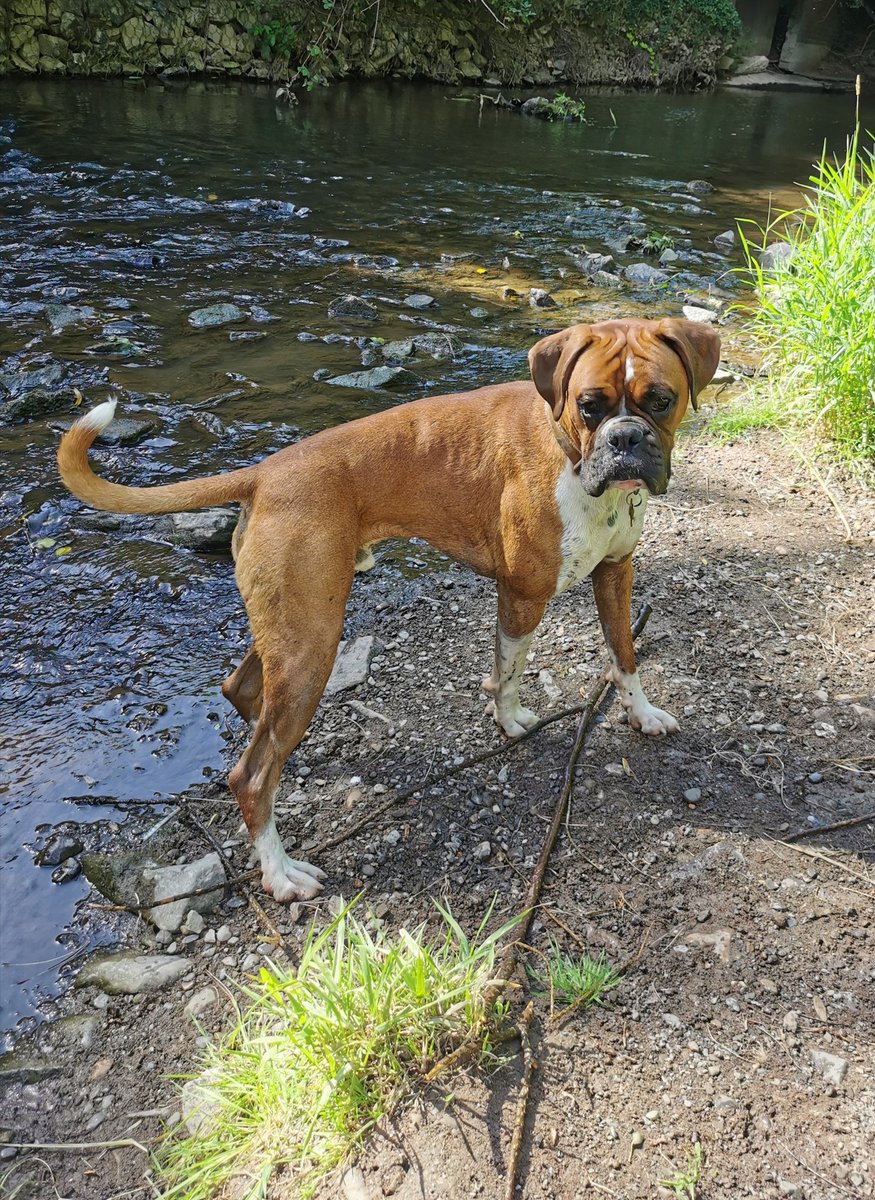 DrewBoxall's tweet photo. Getting my steps in with this beast!! Meet Barry!!! #km4Cancer @CR_UK @ShropCouncil @ProjectWIP https://t.co/Z8STNNHI0p https://t.co/qE6Y90lMdg
