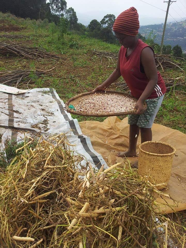 SuccessorSunny's tweet photo. Ladies and gentlemen, I sell beans, very nice ones from kabale and so fresh, dm for a kilogram or two🙏❤️ https://t.co/82A3R2VJgw