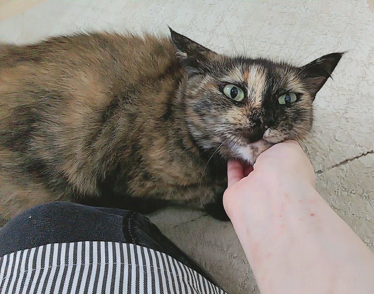 関東4店 譲渡型猫カフェ にゃんくる A Twitter 桜木町 引きこもりお嬢様 フィガロちゃん降臨 お尻 叩いてと催促したり顔を撫でてとカメラに向かって突進してきたり 愛情表現激しめの可愛い子です 桜木町店では現在26匹の猫ちゃんが新しい家族を待っています 関東4店 譲渡型猫カフェ にゃんくる A Twitter 桜木町 引きこもりお嬢様 フィガロちゃん降臨 お尻 叩いてと催促したり顔を撫でてとカメラに向かって突進してきたり 愛情表現激しめの可愛い子です 桜木町店では現在26匹の猫ちゃんが新しい家族を待っています