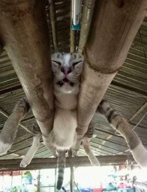 Short thread of cats falling asleep in weird places