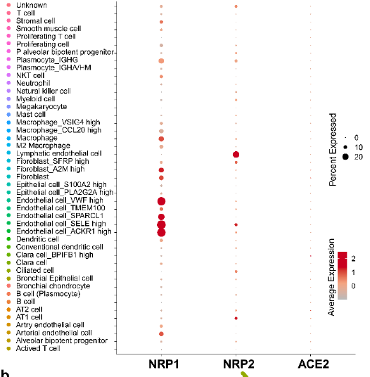 ozgungokce's tweet photo. How does NRP1 expression compares to ACE2? @tugberkkaya_ analyzed #scRNAseq dataset from GuojiGuo #ZhejiangUniversity Human Cell Landscape via #Microwell-seq. Low expression of ACE2 and high expression of NRP1 could explain increased infectivity of #SARSCoV2 https://t.co/SecV68YVEh