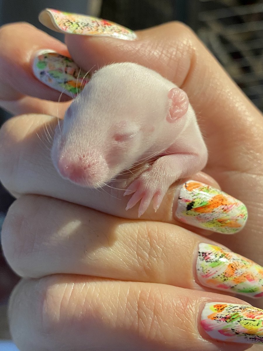 Aurora Rattery tweet media