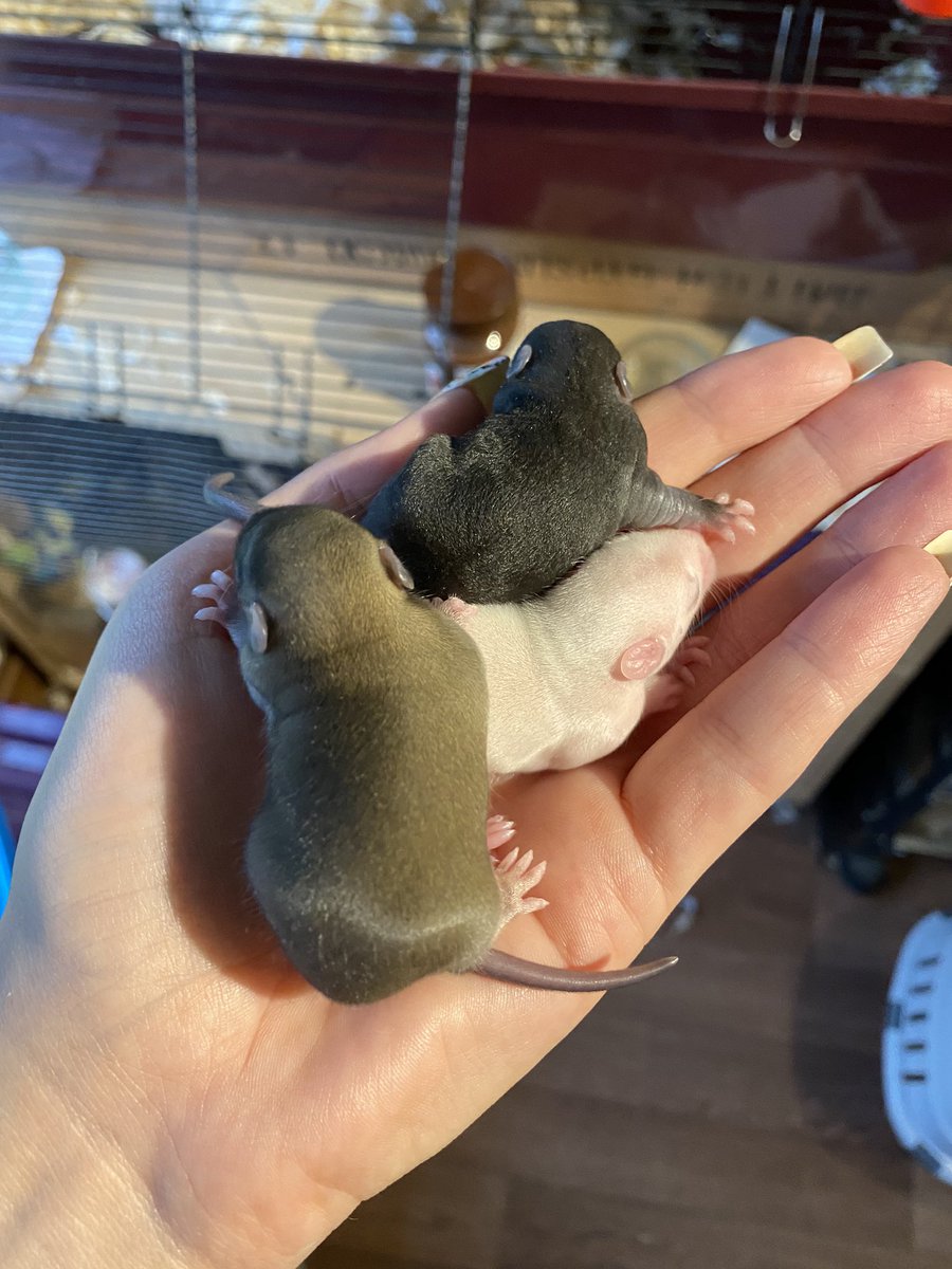 Aurora Rattery tweet media