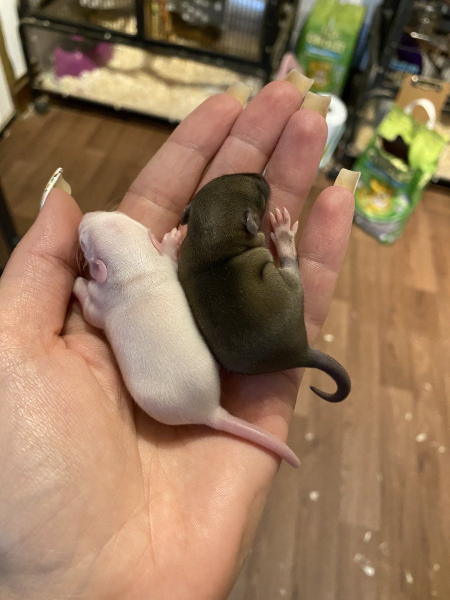 Aurora Rattery tweet media