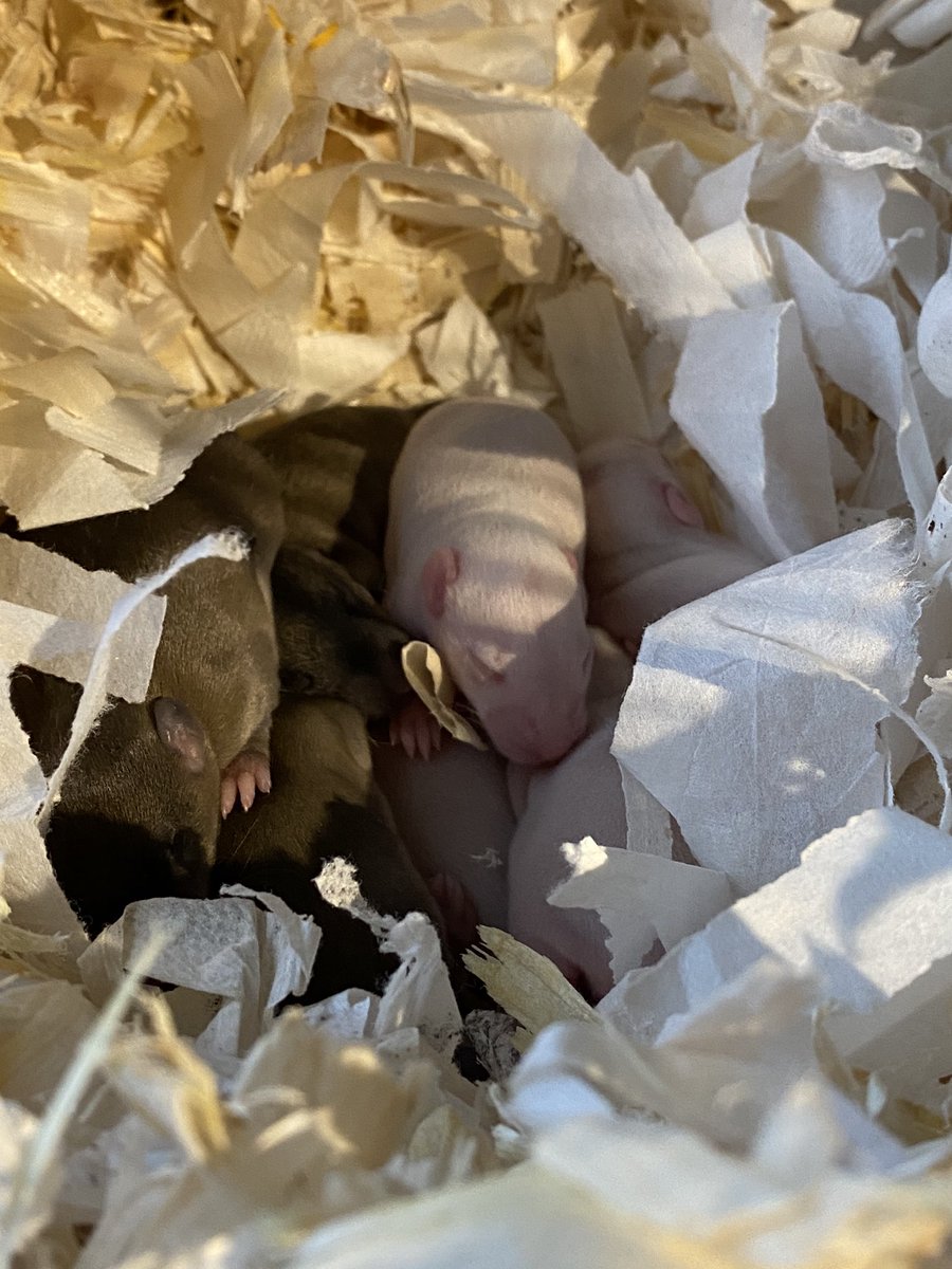 Aurora Rattery tweet media