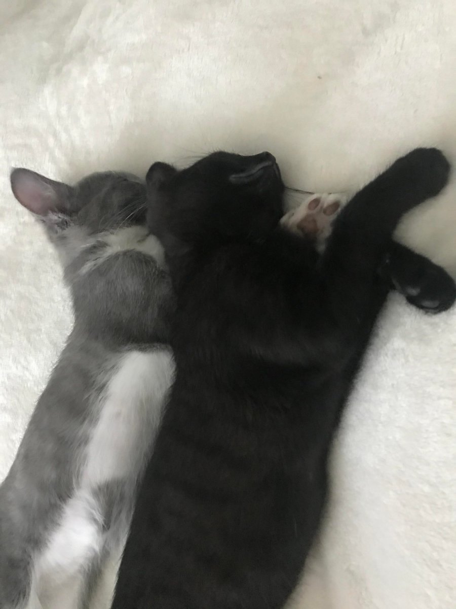 MeowMoeDotCom's tweet photo. #Tandum #Kitties
 
#Cats #Cat #Kittens #Kitten #Kitty #Pets #Pet #Meow #Moe #CuteCats #CuteCat #CuteKittens #CuteKitten #MeowMoe 
 
https://t.co/YZf8NAYt36 https://t.co/M59TStm1fo